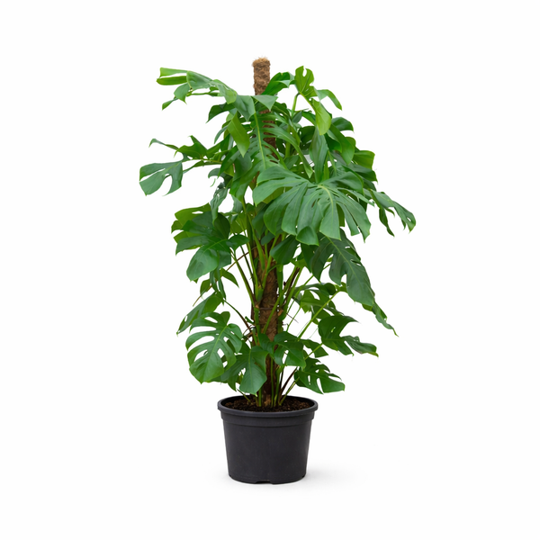 Gatenplant - Monstera deliciosa - Ø27cm - ↕140cm