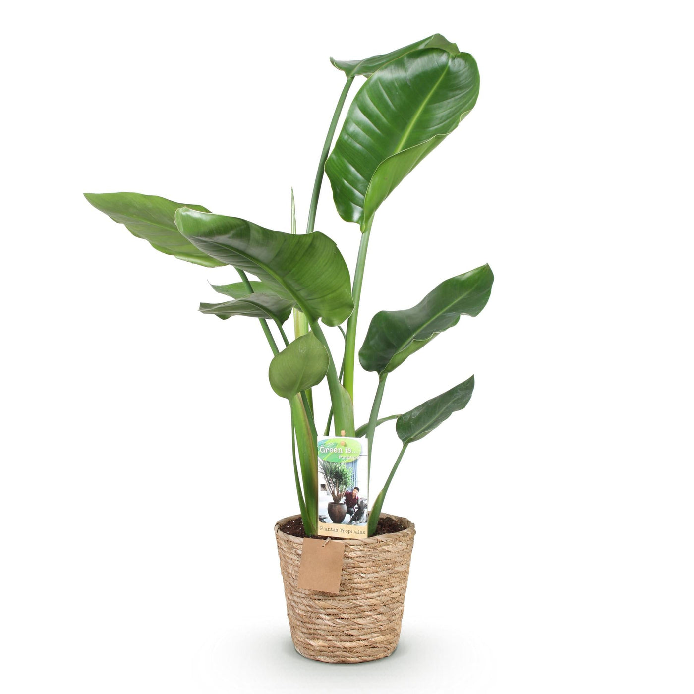 Witte paradijsvogelplant - Strelitzia nicolai - incl. mand - Ø17cm - ↕70-90cm