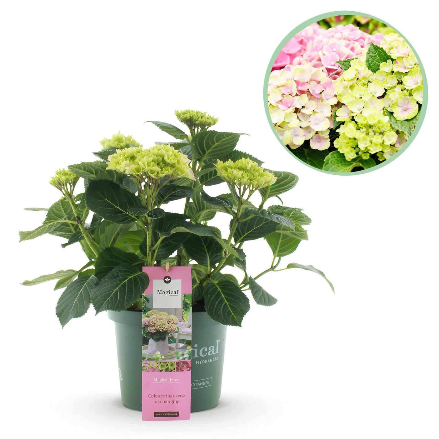 Hortensia - Hydrangea Magical Jewel Pink - roze - Ø23cm - ↕55cm