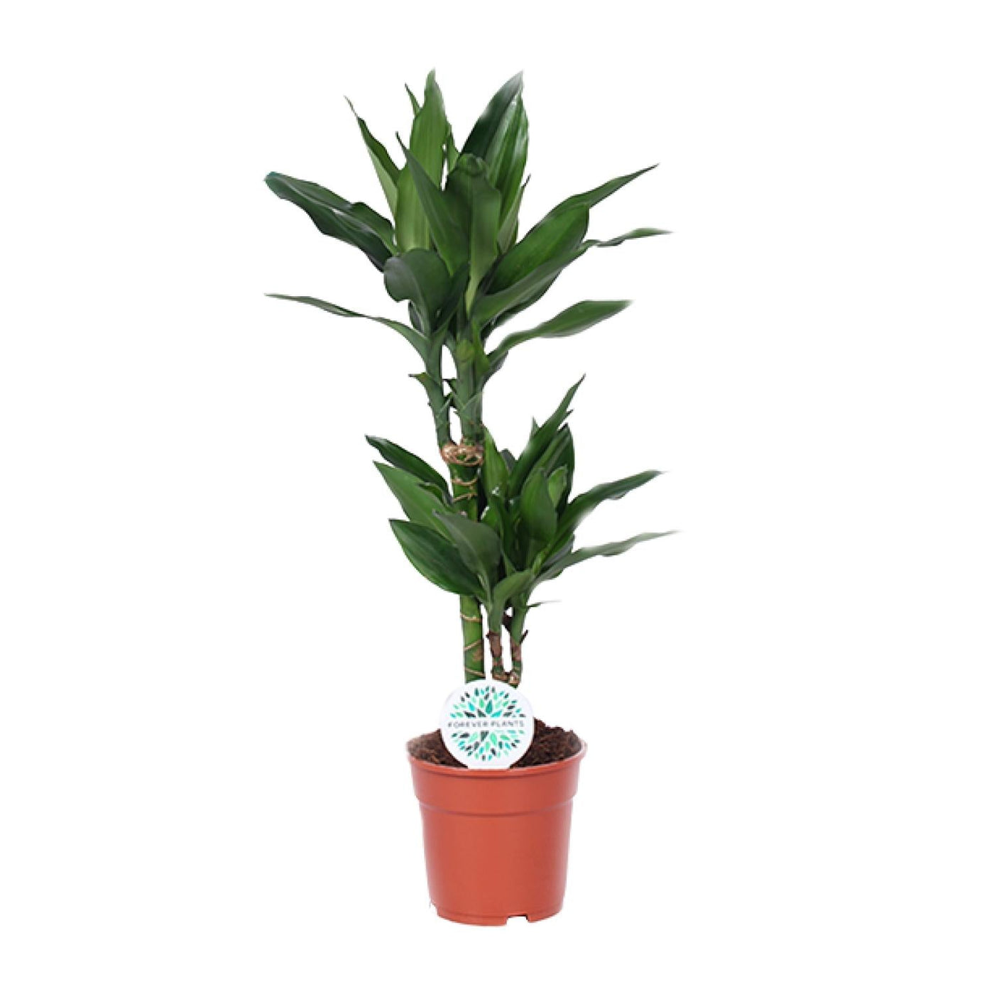 Drakenbloedboom - Dracaena Janet Lind - Ø17cm - ↕70cm