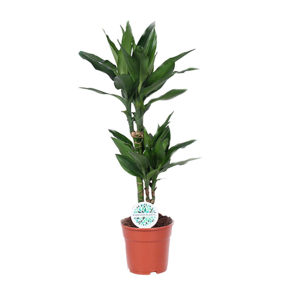 Drakenbloedboom - Dracaena Janet Lind - Ø17cm - ↕70cm