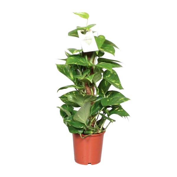 Pothos - Epipremnum pinnatum mosstok - Ø15cm - ↕60cm