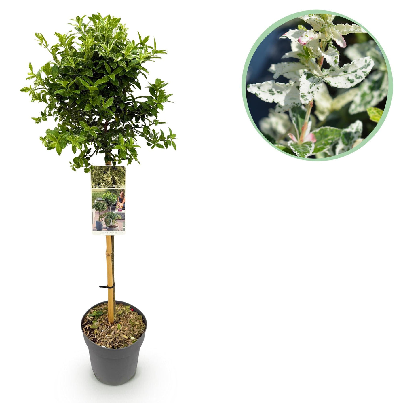 Kardinaalsmuts op stam - Euonymus fortunei Harlequin - Ø19cm - ↕90cm