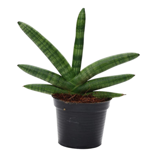 Vrouwentong - Sansevieria Skyline - Ø10,5cm - ↕25cm