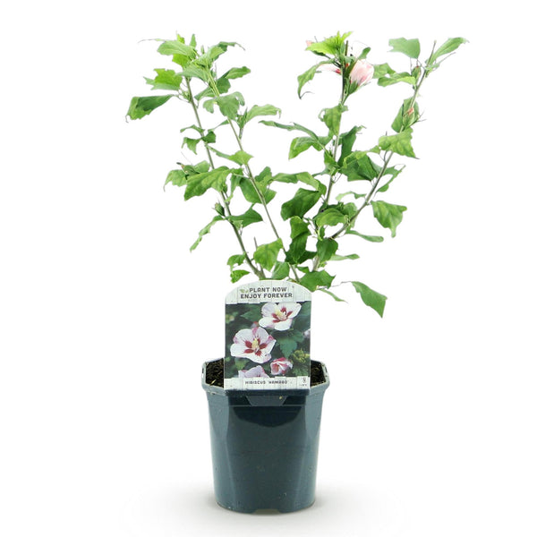 Hibiscus - Hibiscus syriacus 'Hamabo' - lichtroze - Ø17cm - ↕45cm
