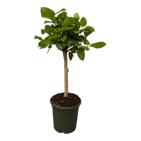 Vijgenboom - Ficus Altissimo variegata - Ø21cm - ↕100cm