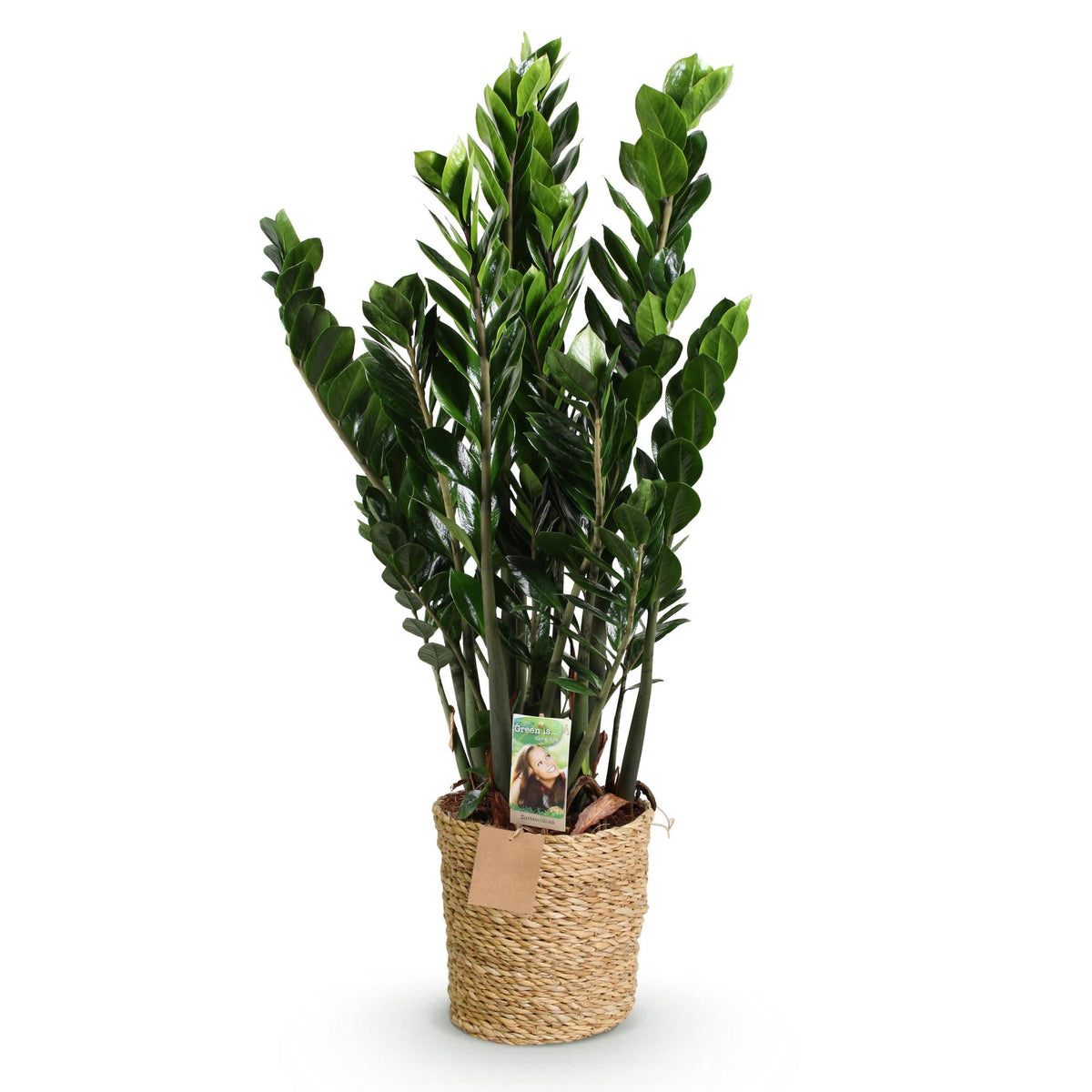 ZZ-plant - Zamioculcas - incl. mand - Ø21cm - ↕80-90cm