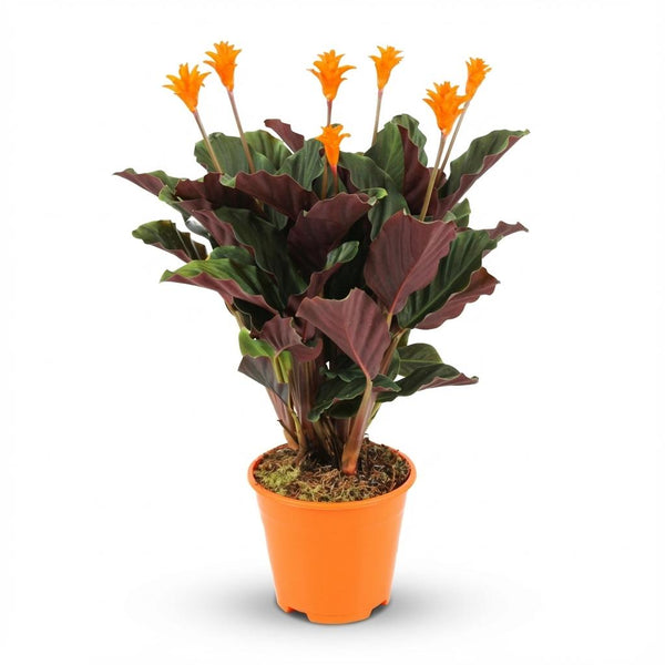 Calathea Crocata - Ø14cm - ↕40-45cm