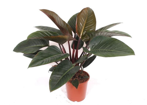 Philodendron Red Beauty - ↕100cm
