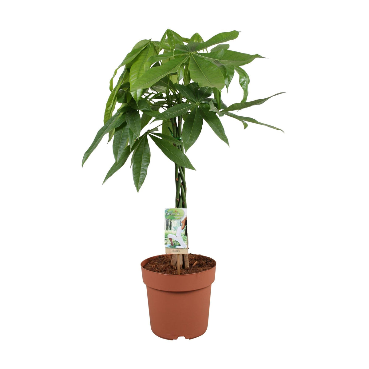 Geldboom - Pachira aquatica - ↕70cm