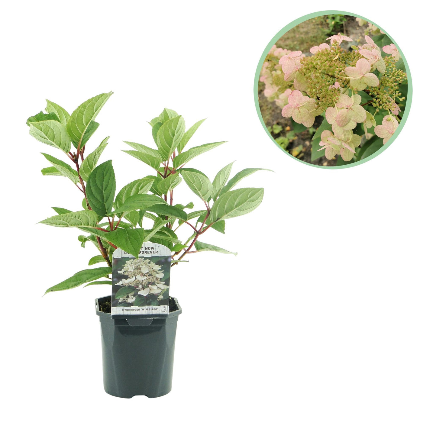 Hortensia - Hydrangea paniculata Wims Red - wit rood - Ø17cm - ↕50cm