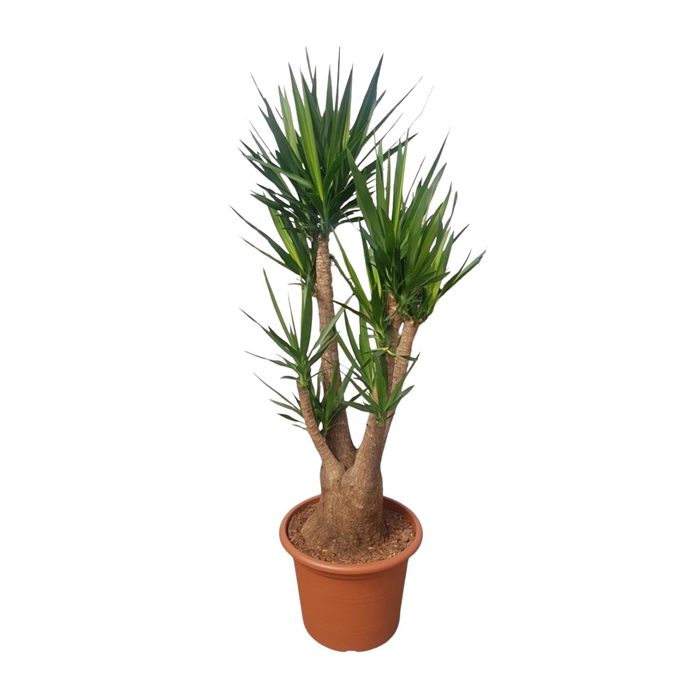 Palmlelie - Yucca elephantipes vertakt - Ø55cm - ↕190cm