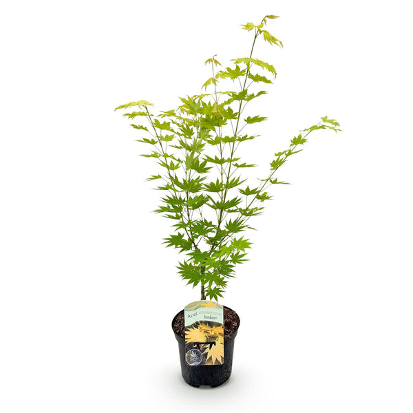 Japanse Esdoorn - Acer palmatum Jordan - Geel - Ø19cm - ↕70cm