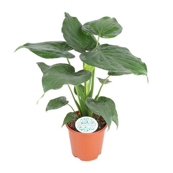 Boeddha-plant - Alocasia cucullata - Ø21cm - ↕80cm