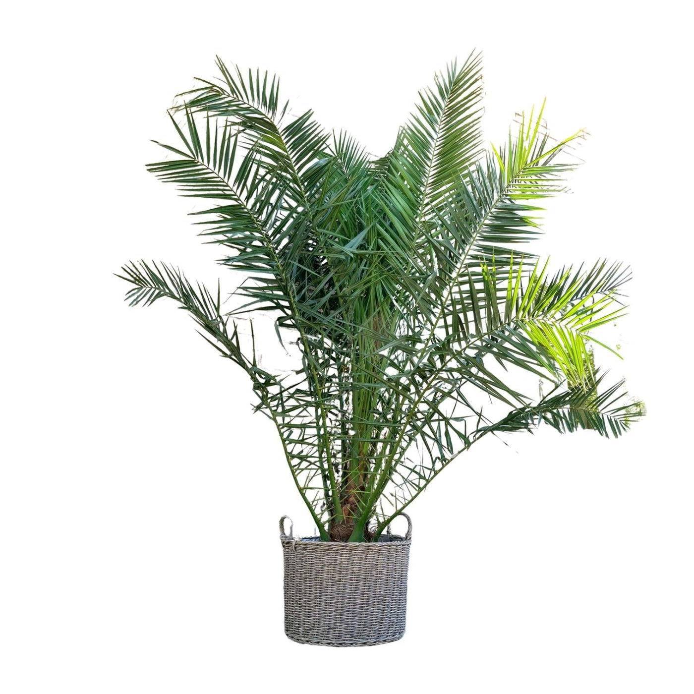 Canarische dadelpalm - Phoenix canariensis - Ø50cm - ↕230cm