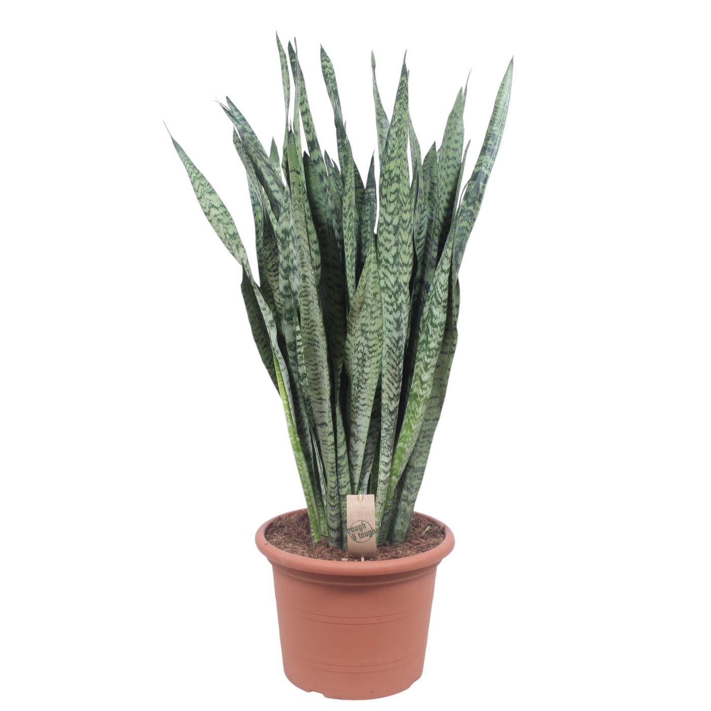 Vrouwentong - Sansevieria Zeylenica - ↕110cm