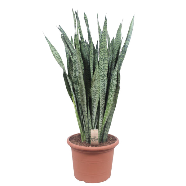 Vrouwentong - Sansevieria Zeylenica - ↕110cm