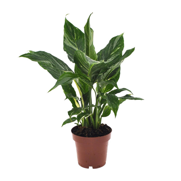 Lepelbloem - Spathiphyllum Diamond - Ø12cm - ↕40cm
