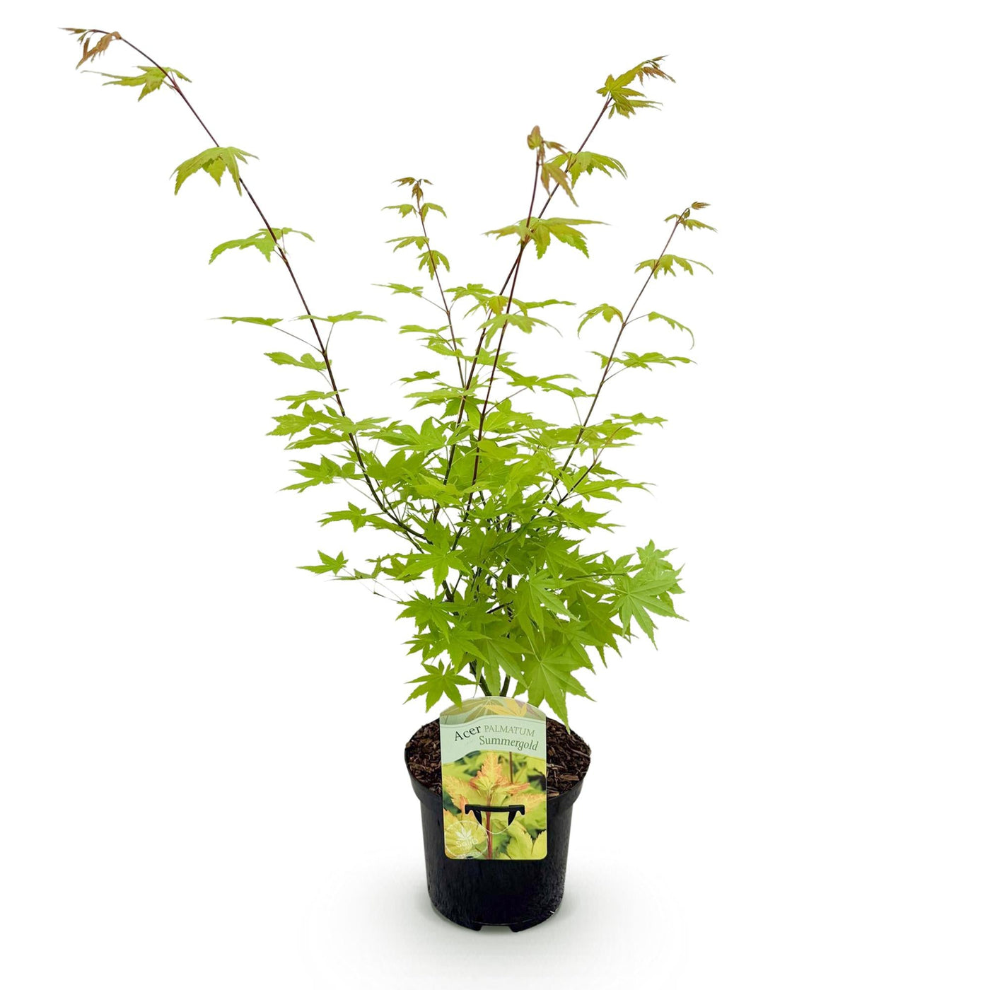 Japanse Esdoorn - Acer palmatum Summergold - Geel - Ø19cm - ↕70cm