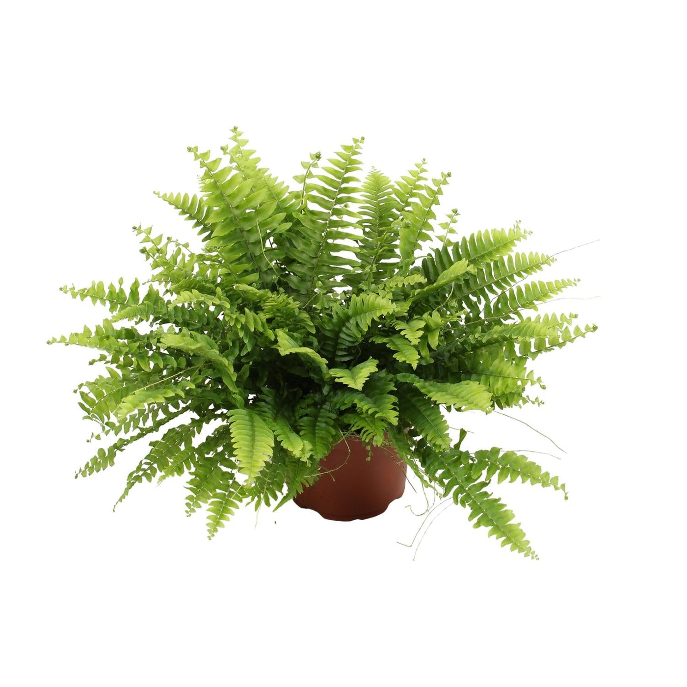 Hangende Varen - Nephrolepis Boston Green Moment - Ø12cm - ↕20cm