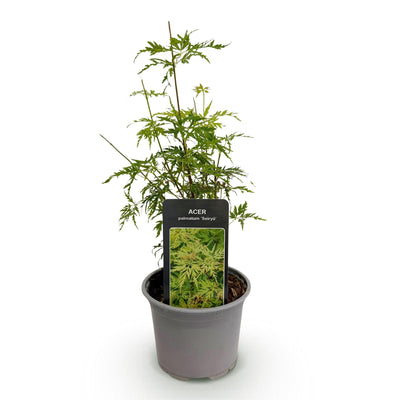 Japanse Esdoorn - Acer palmatum Seiryu - Ø12cm - ↕35cm