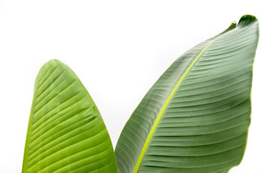 Witte paradijsvogelplant - Strelitzia augusta - Ø30cm - ↕210cm