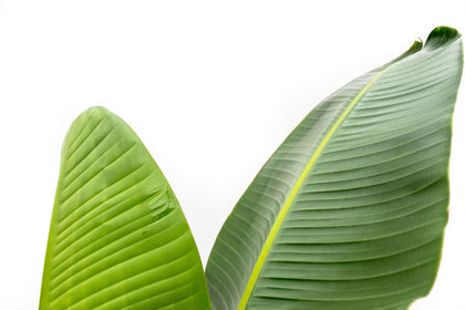 Witte paradijsvogelplant - Strelitzia augusta - Ø30cm - ↕210cm