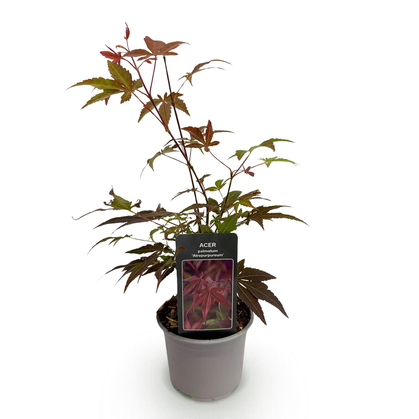 Japanse Esdoorn - Acer palmatum Atropurpureum - paars - Ø12cm - ↕35cm