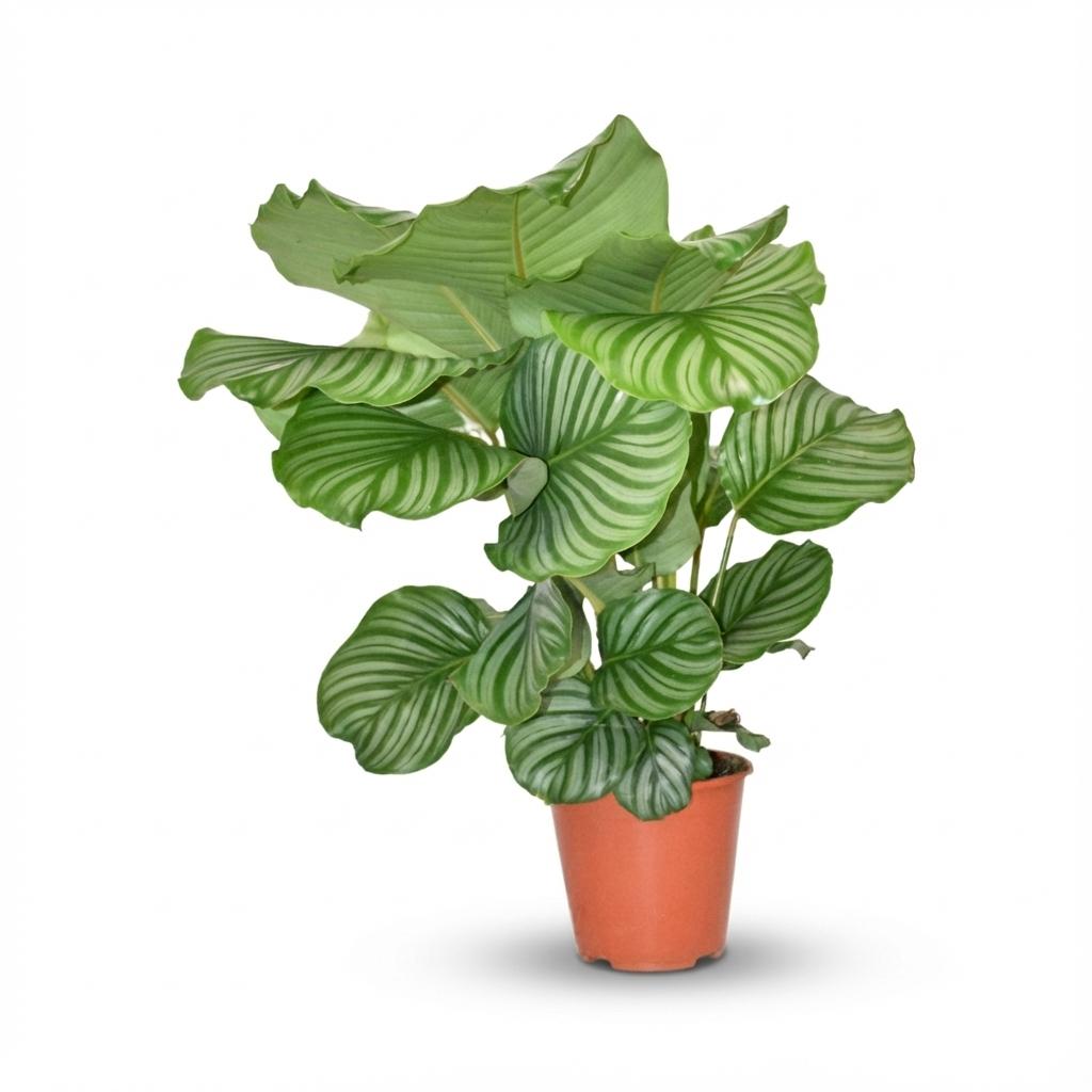 Calathea Orbifolia - Ø19cm - ↕60cm