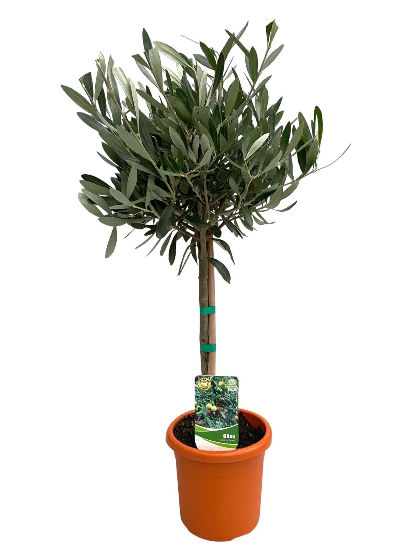 Olijfboom op stam - Olea europaea - Ø15cm - ↕60cm