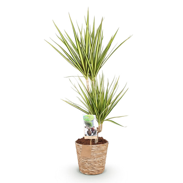 Drakenbloedboom - Dracaena Sunray - incl. mand - Ø17cm - ↕70-75cm