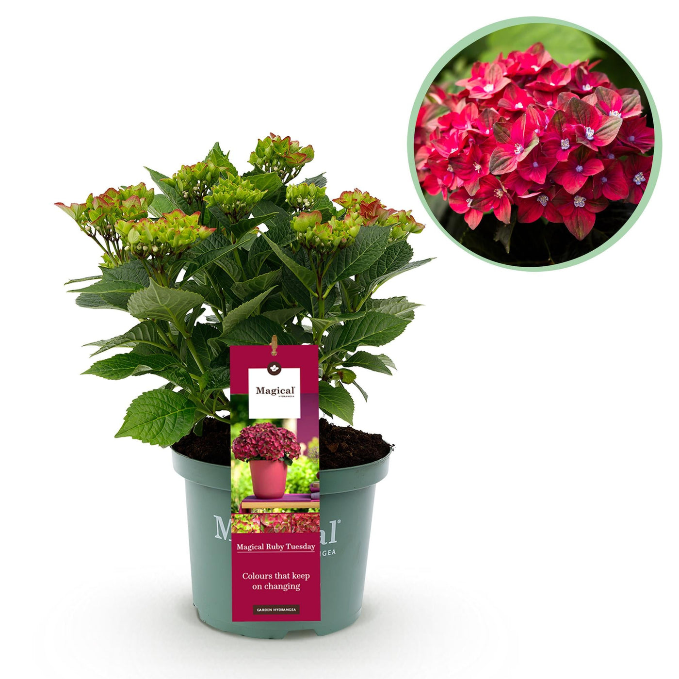 Hortensia - Hydrangea Magical Tuesday & Sapphire - rood - Ø23cm - ↕55cm