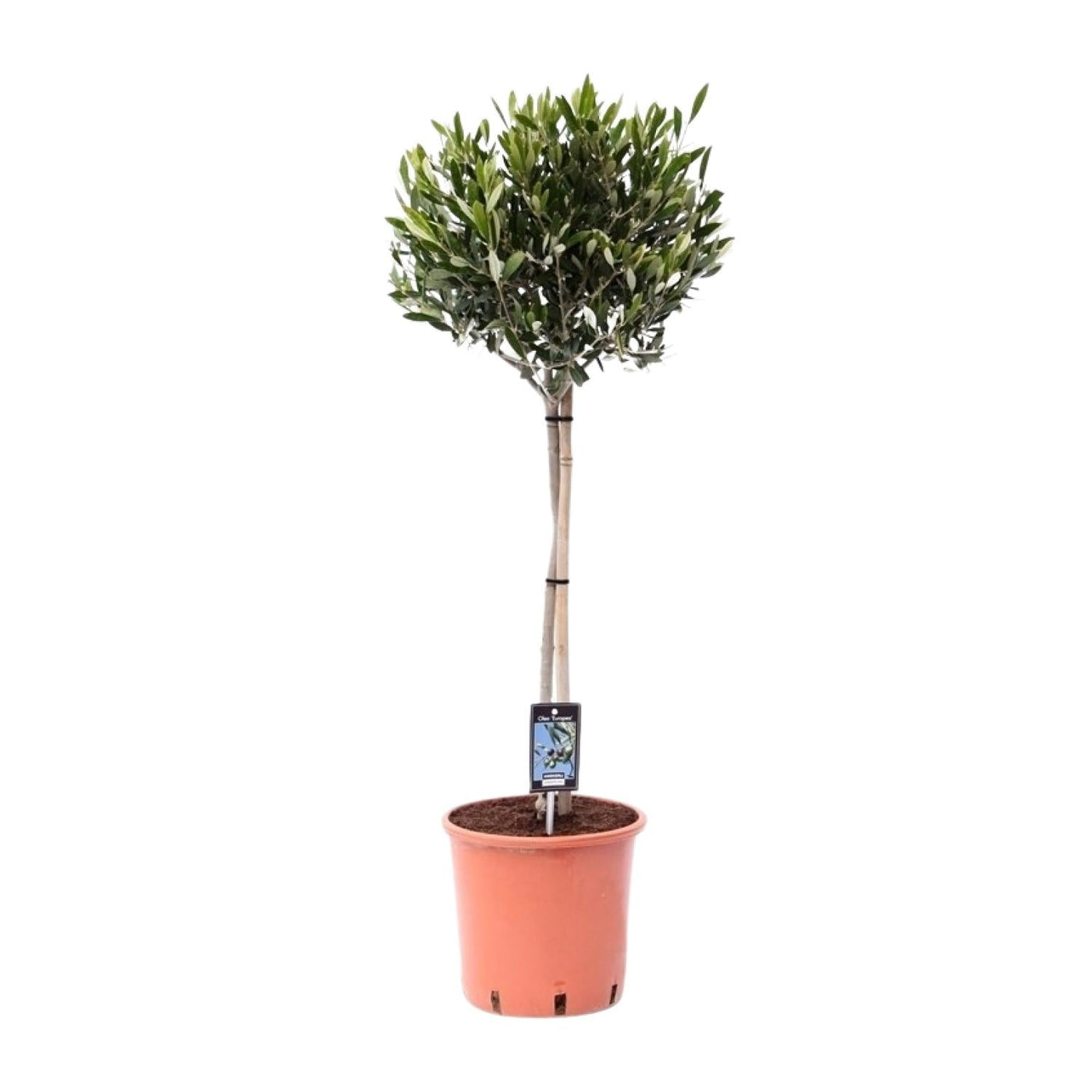 Olijfboom - Olea europaea - Ø22cm - ↕100cm