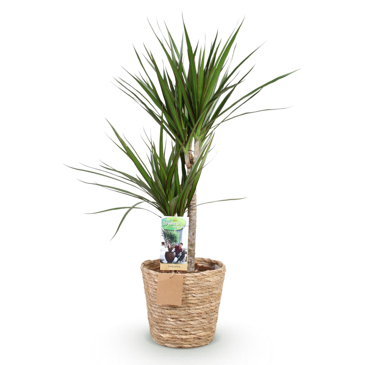 Drakenbloedboom - Dracaena marginata - incl. mand - Ø21cm - ↕90-100cm