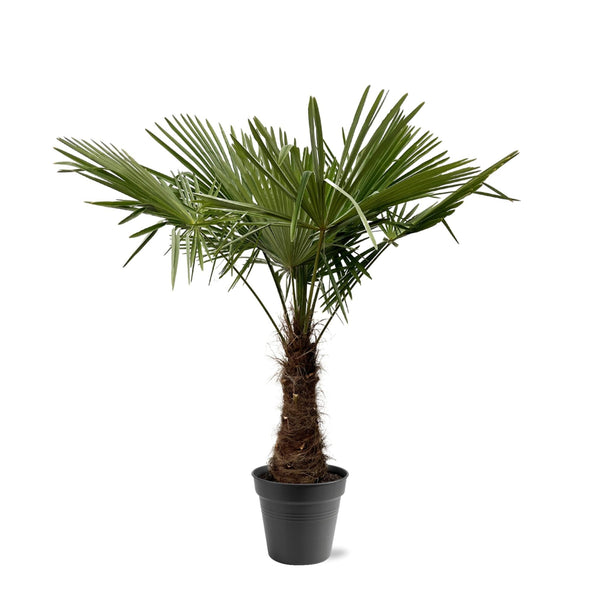 Chinese waaierpalm - Trachycarpus Fortuneii - Ø40cm - ↕240cm