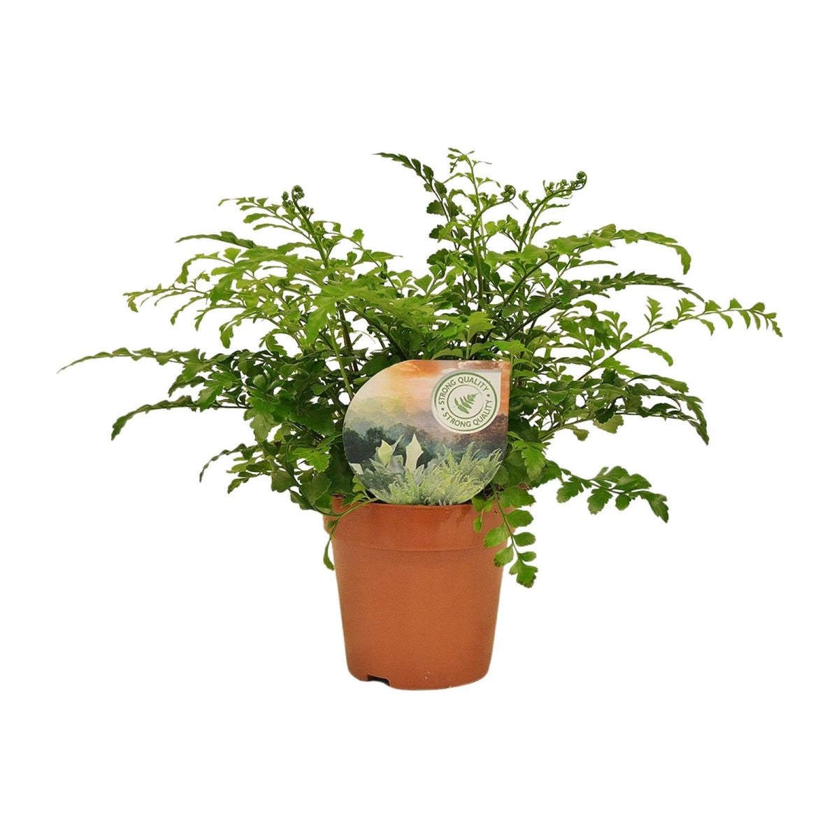 Tongvaren - Asplenium Parvati - Ø12cm - ↕35cm