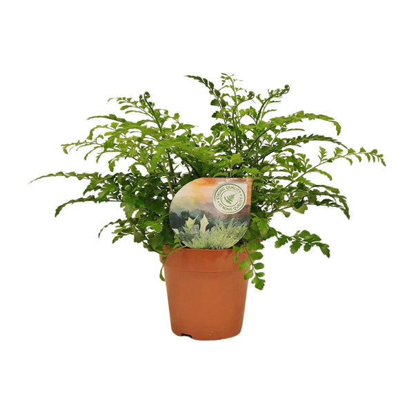 Tongvaren - Asplenium Parvati - Ø12cm - ↕35cm