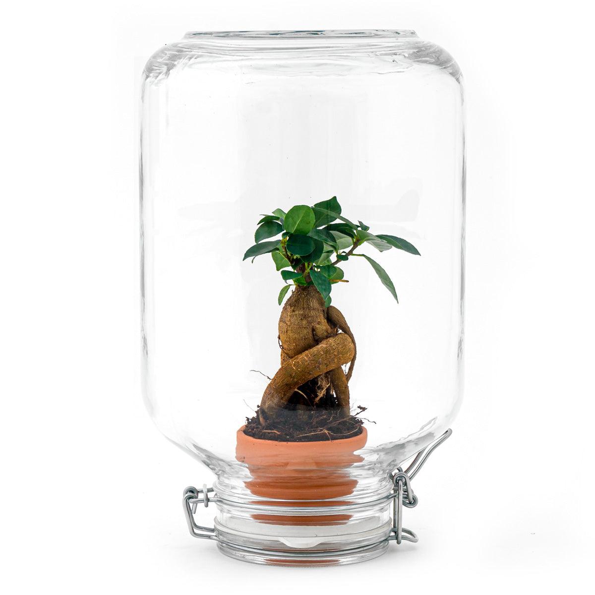 Easyplant Bonsai - mini-ecosysteem in glas