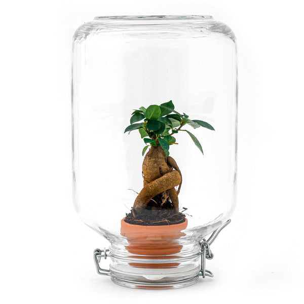 Easyplant Bonsai - mini-ecosysteem in glas