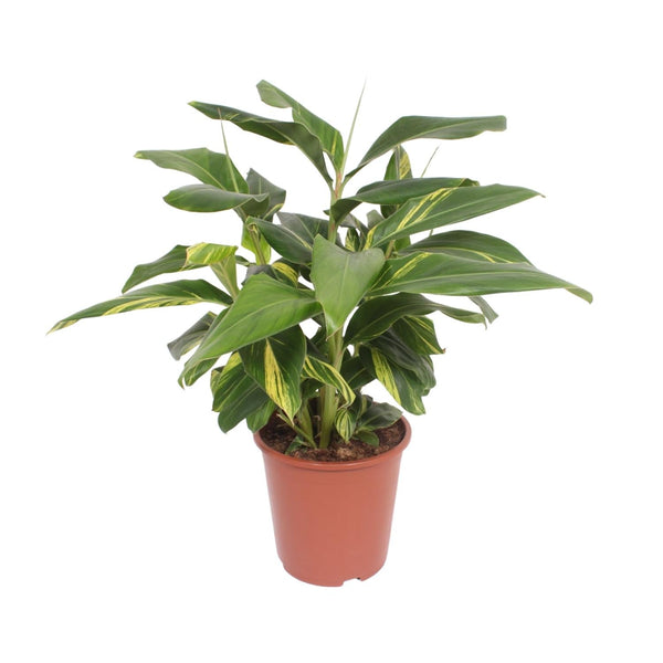 Gembersierplant - Alpinia zerumbet Variegata - Ø27cm - ↕80cm