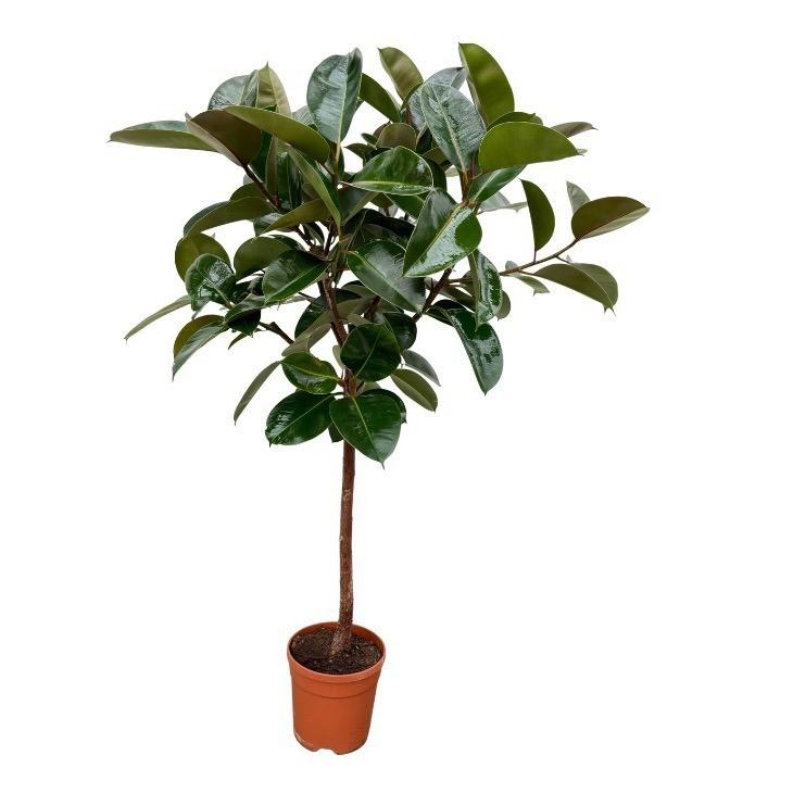 Rubberboom - Ficus elastica Robusta stam - Ø24cm - ↕120cm