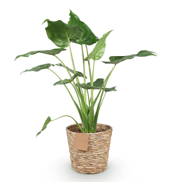 Boeddha-plant - Alocasia cucullata - incl. mand
