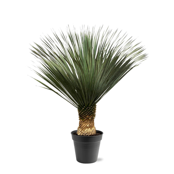 Palmlelie - Yucca Rostrata - Ø50cm - ↕160cm