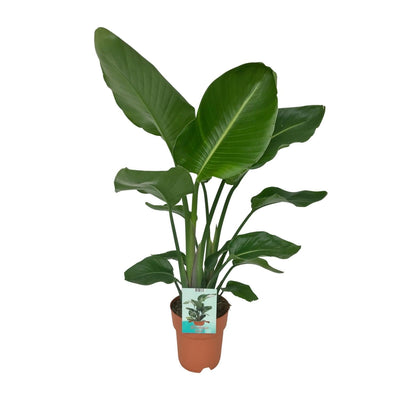 Witte paradijsvogelplant - Strelitzia nicolai - Ø19cm - ↕90cm