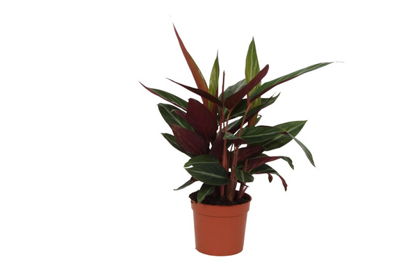 Calathea Stripestar - Ø12cm - ↕40cm
