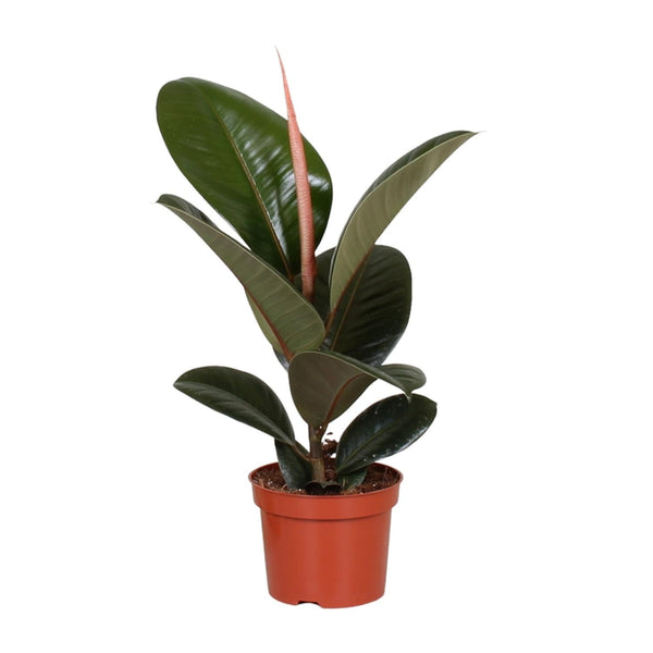 Rubberboom - Ficus elastica Robusta - Ø12cm - ↕35cm