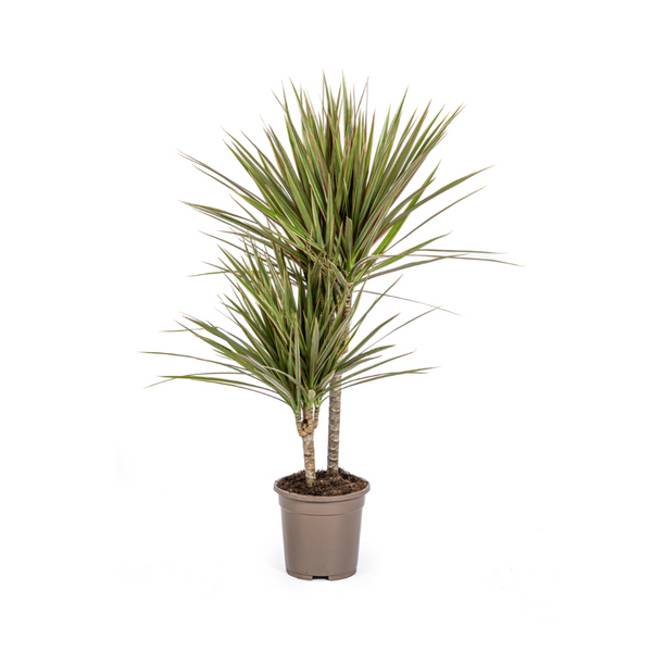 Drakenbloedboom - Dracaena marginata Bicolor - Ø17cm - ↕60cm