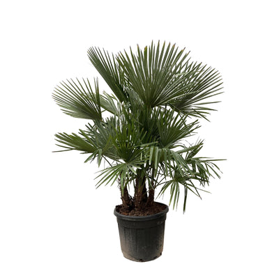 Chinese waaierpalm - Trachycarpus multi stam - ↕230cm