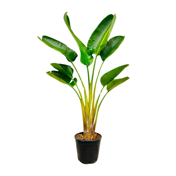 Witte paradijsvogelplant - Strelitzia augusta - Ø21cm - ↕160cm