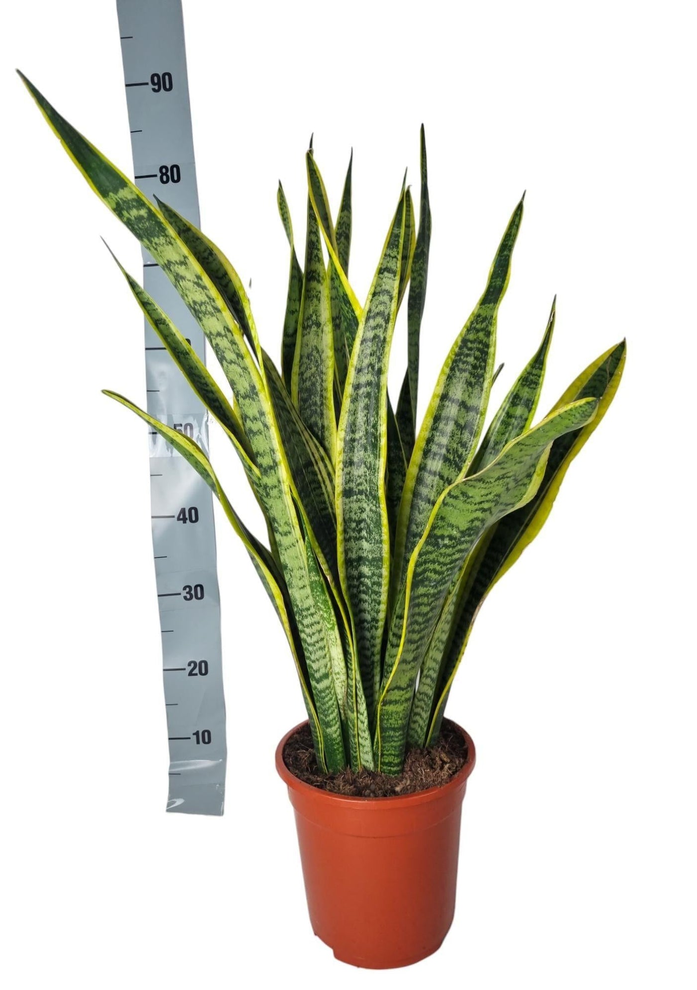 Vrouwentong - Sansevieria Laurentie - ↕90cm
